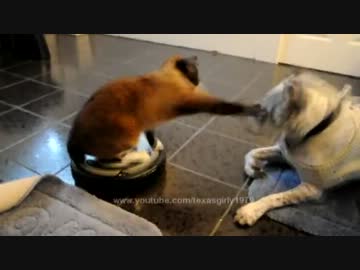 自動掃除機を乗りこなす猫