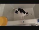 #猫  「お湯！お湯ぅぅぅぅぅぅ！！」