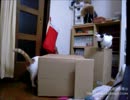 夜な夜な猫集会 開いた戸に群がる猫達