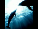 Dolphin／オリジナル曲