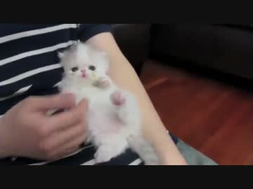 殺人的にかわいい白い子ネコ動画。