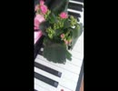 【星に願いを】【アメイジンググレース】piano cover
