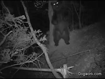 深夜の森でクマさんがダンス！？