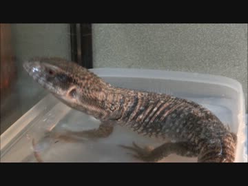 菜食 水浴びの動画 爬虫類の召使い