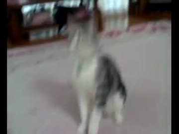 うちのぬこがライブに参加したようです