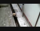 水を飲む猫.3GP