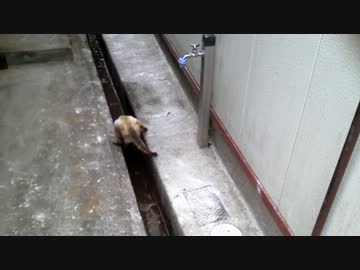 水を飲む猫.3GP