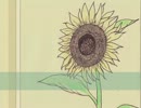 【手書き金魂】夏のしずく【総悟とミツバ】