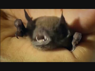 醜い動物達　2/2