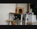 大型キャットタワーに出会う猫【その２】