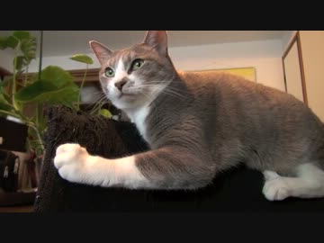 モアレとクリエ 「イースーライダー」