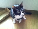 猫　つぶくん　あんさん　二人でつぶあん
