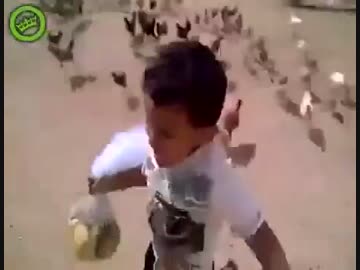 ニワトリの群れに追いかけられて泣き叫ぶ男の子がかわいいw