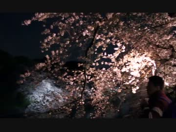 夜桜［千鳥ヶ淵］