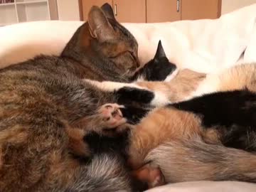 家猫日和　まめ＆みかん２