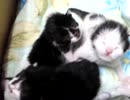 子猫３匹がミルク飲んでテンション上がったらしい