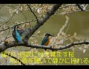 【桜木のはじまり～今年も桜咲く～】~CLANNADの「渚」より作詞~