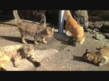 マタタビで猫フルヌッコ2