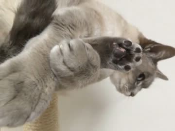 家猫日和　ふく３