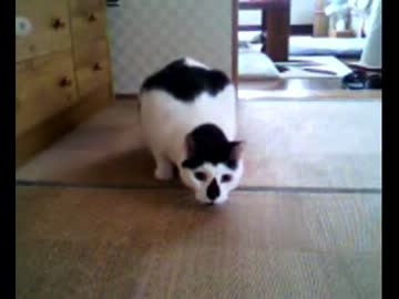 家の猫一瞬だけマヌケだった