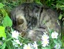ミヤコワスレの中で昼寝する猫
