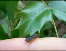 ニホンカブラハバチ（Athalia japonica）成虫をつついてみたというか手乗り