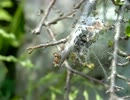 コトネアスター(ベニシタン)を食べるガの幼虫
