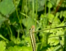 タケカレハ(Philudoria albomaculata)幼虫をつついてみた・２
