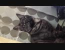 IMG_1454.MOV