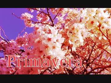 【NNI】Primavera