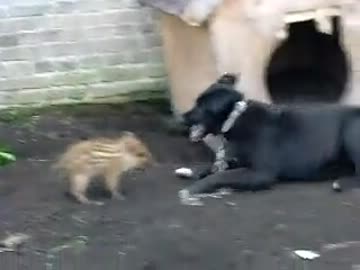 飼い犬に何度も突撃するうり坊がカワイイ