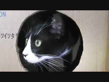 大型キャットタワーに出会う猫【その３】