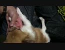 友人宅で飼ってるチワワを撮ってみた　part5