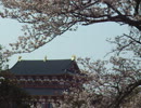 2012 4.8 平城宮跡