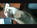 どうしても魚が食べたいぬこ