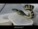 カーペットパイソンの餌サイズUP