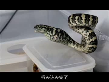 カーペットパイソンの餌サイズUP
