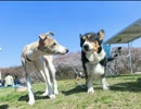 犬たちと花見に行ってきた