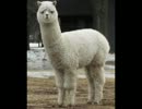 ALPACA