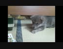 子犬成長記録