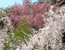 お花見の準備＾＾