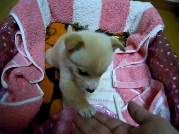 子犬を貰ってきた（1日目）