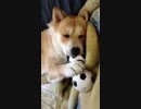 王子の楽しみ