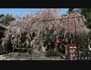 桜の京都【2012/4/8】