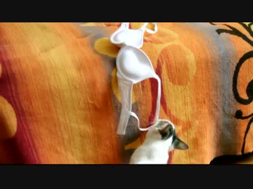 【ぬこぬこ動画】　ブラジャー泥棒　【猫】