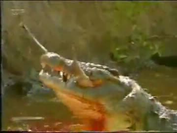 グロ注意　鰐が鹿を襲う映像