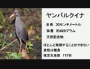 【天然記念物】ヤンバルクイナを撮りに行ってきた