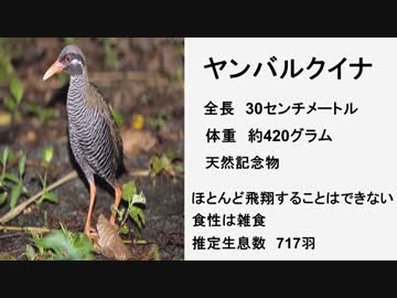 【天然記念物】ヤンバルクイナを撮りに行ってきた