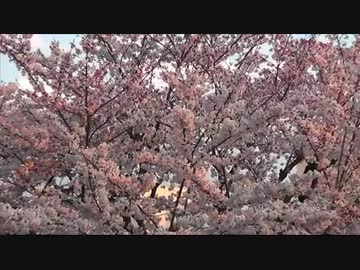 夕焼けに染まる桜