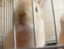 子うっさぎ